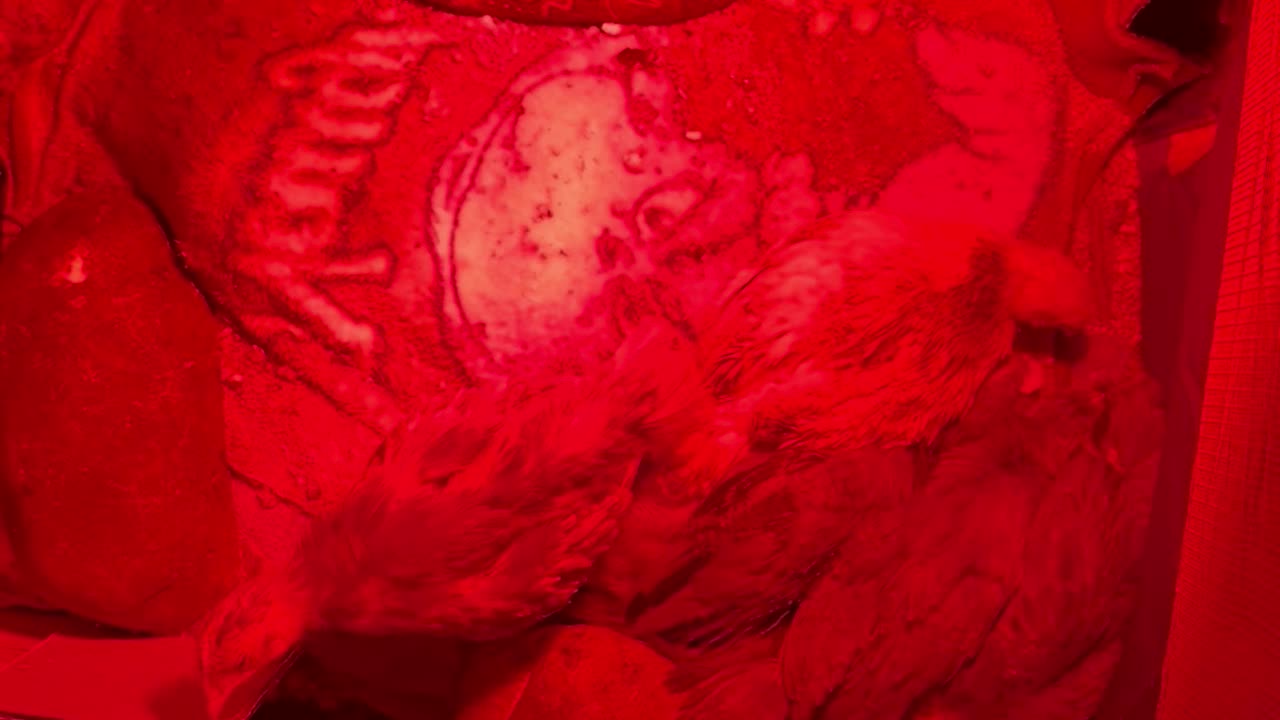 The baby chicks nesting together