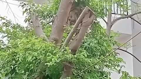 The monkey carries the puppy and climbs the tree