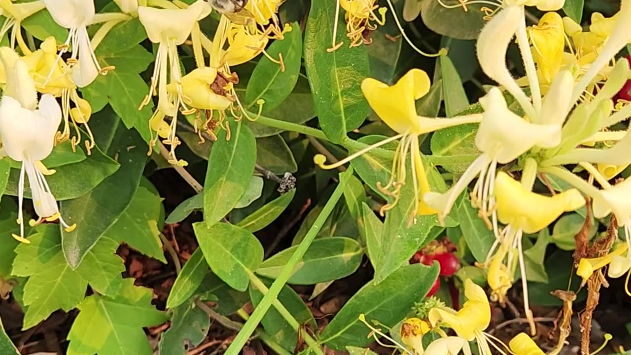 This Morning's Featured Pollination is Honeysuckle