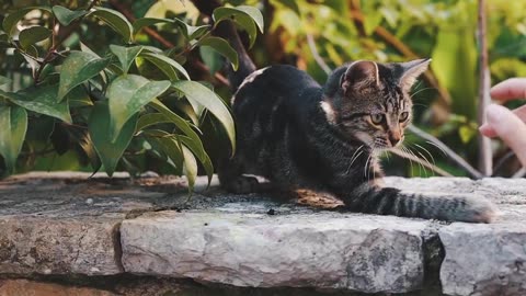 walking with cute cats
