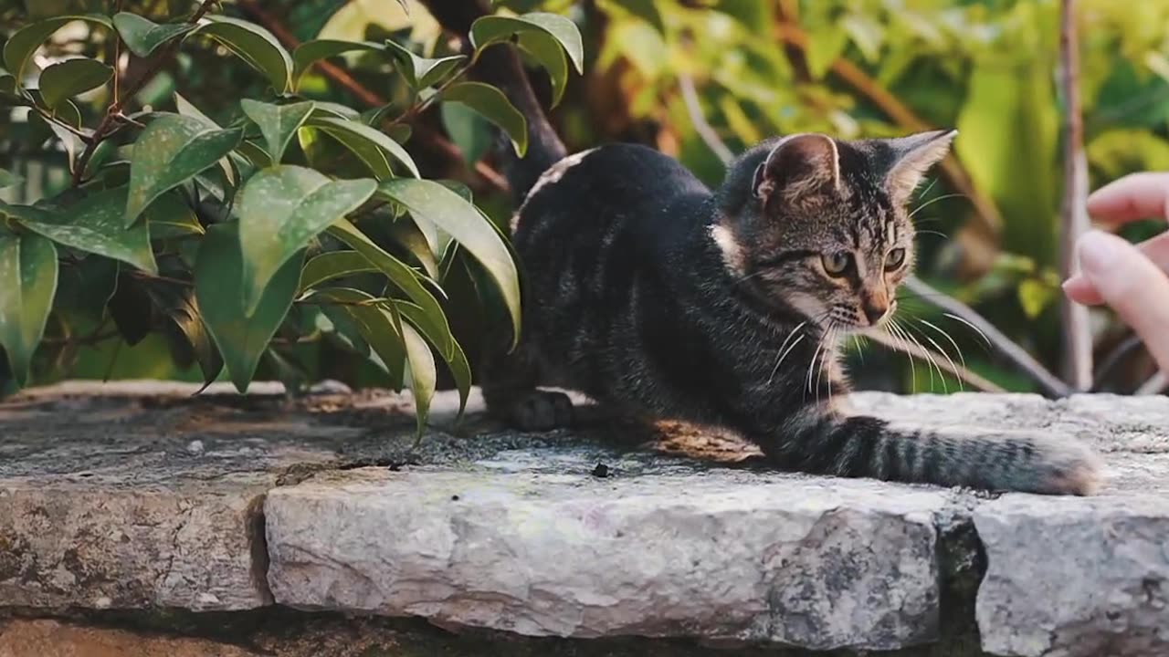 walking with cute cats