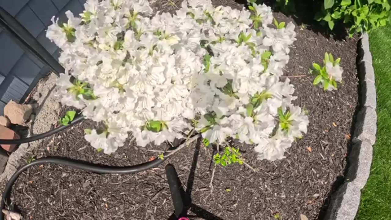 RFB - Noahs Ark and Video of the Sun Simulator!