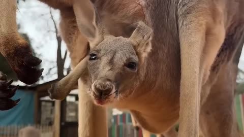 Baby Kangaroo Peeking out of the pouch