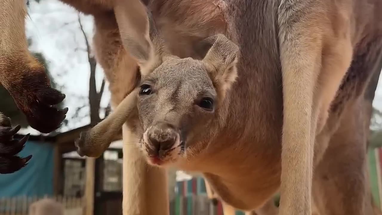 Baby Kangaroo Peeking out of the pouch