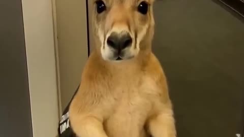 Emotional Support Kangaroo Not Allowed On Airplane