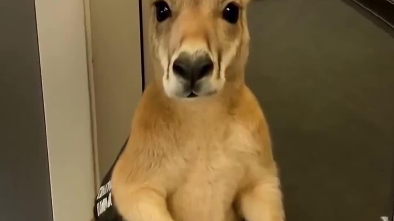 Emotional Support Kangaroo Not Allowed On Airplane
