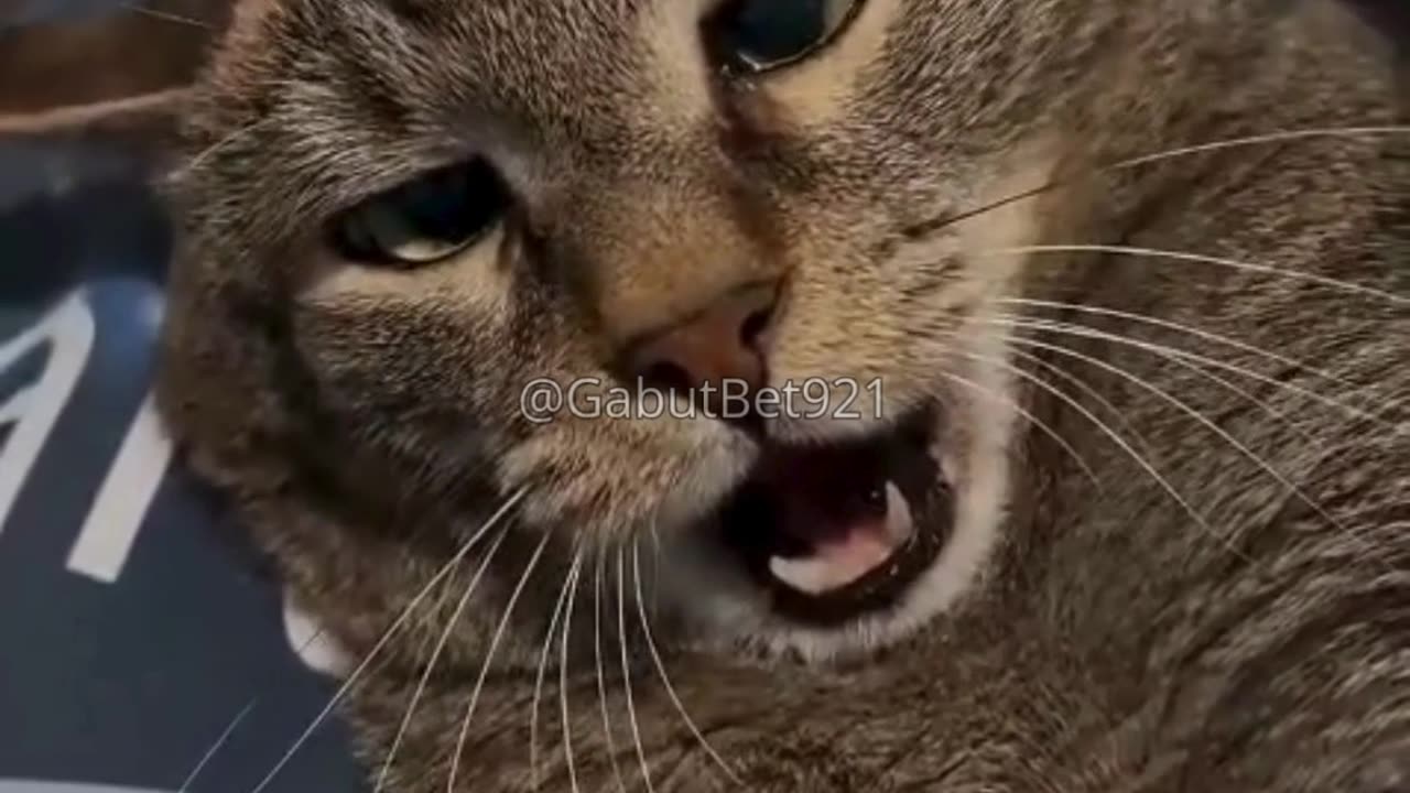 funny cat