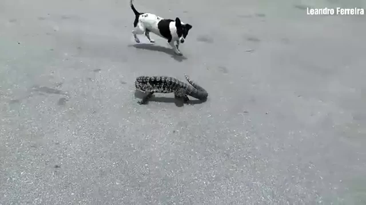 Cachorro feroz Vs. Lagarto Teiú / Dog real battle Vs. monitor lizard battle