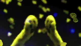 Funny Cat Music