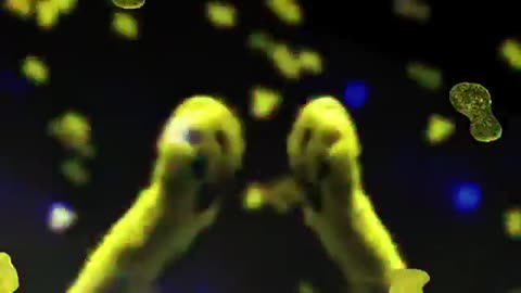 Funny Cat Music