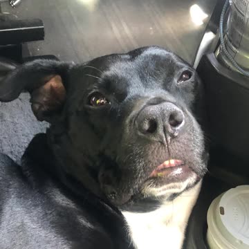 I Feel The Need, The Need To Pee! #shorts #topgun #maverick #tomcruise #rescuedog #trucking