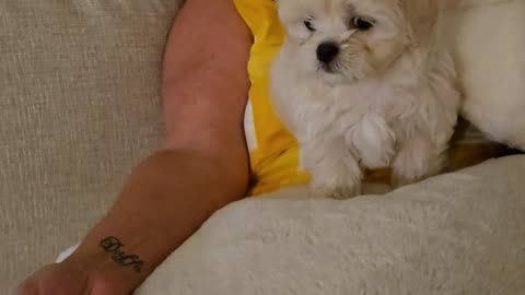 Puppy's First Poop Goes In Grandma's Hand
