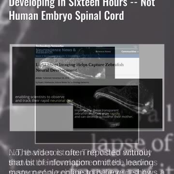 Fact Check: Timelapse Shows Zebrafish Nervous System Developing In Sixteen Hours -- Not Human Embryo