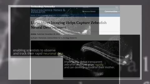 Fact Check: Timelapse Shows Zebrafish Nervous System Developing In Sixteen Hours -- Not Human Embryo