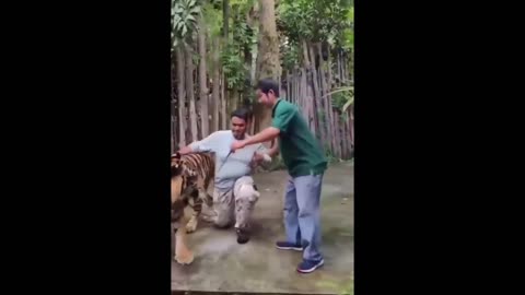 attacked by a tiger