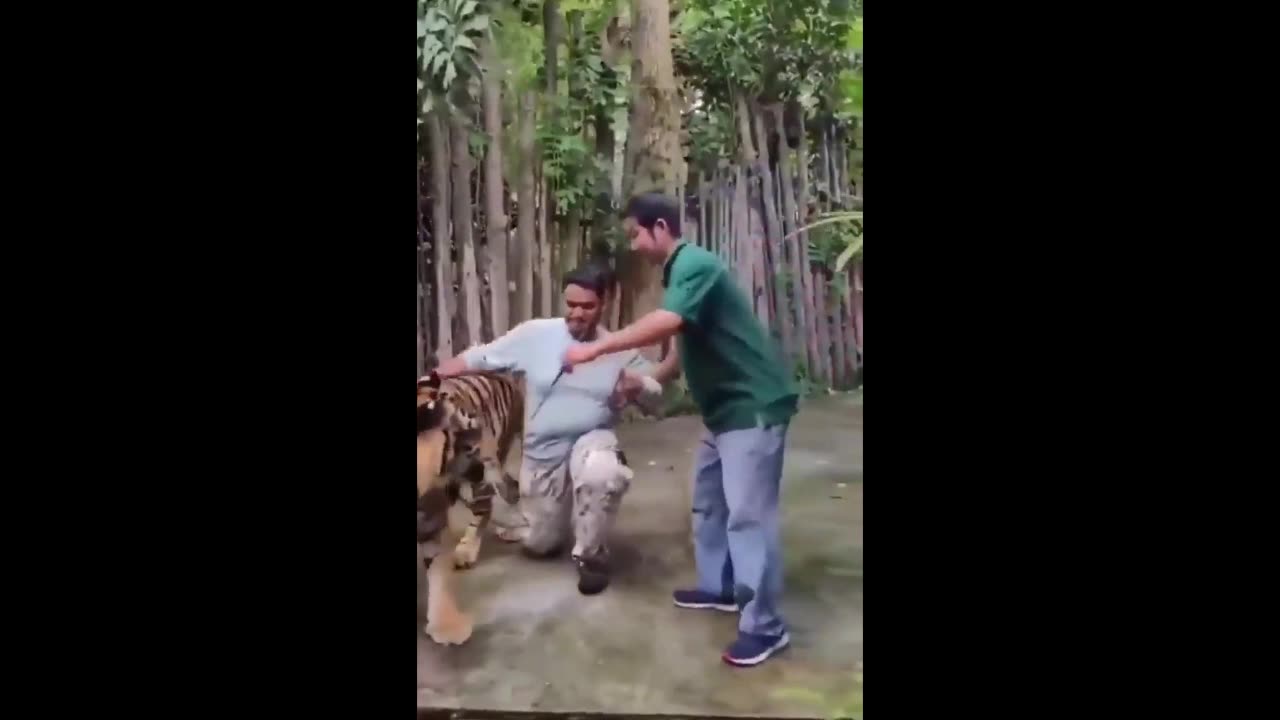 attacked by a tiger