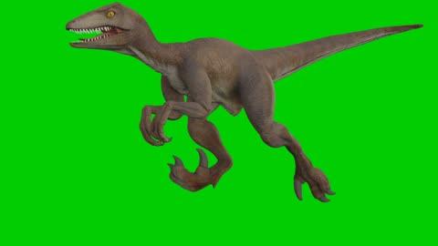 Dinosaur, velociraptor, predator