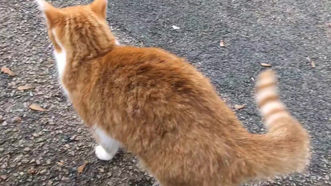 Gingee & the toroidal field