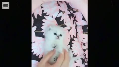 Best Funny Animal Videos of 2025 – Dogs & Cats That Will Make You Laugh!