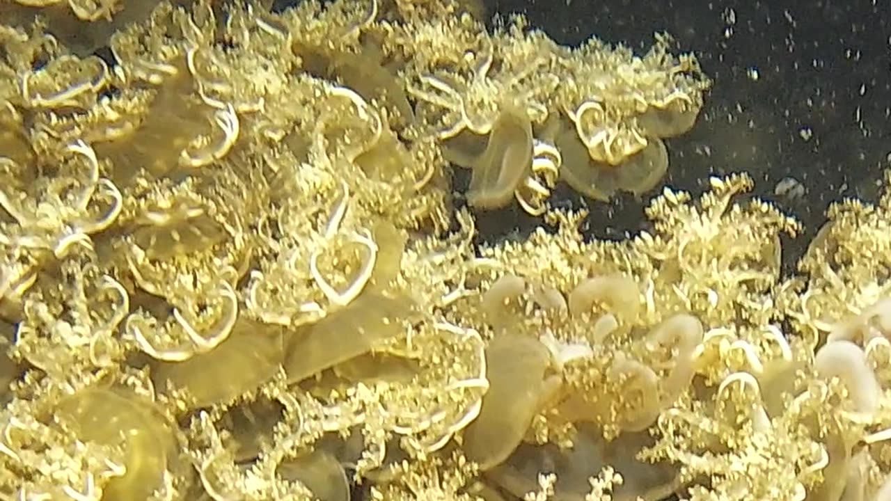 jelly fish 1of3