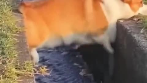 Laugh enough come and help 🐶🤣