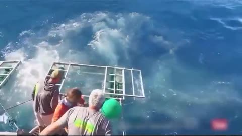 Shark Cage Disaster