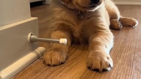 Funny animal videos