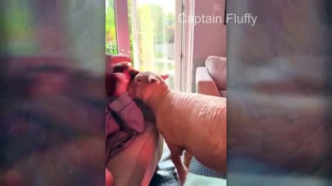 Cute and funny ANIMALS😹 videos 🟥 compilation #1
