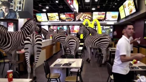 Over 3 Zebras Roam Around A McDonald's Restaurant Fake Funny Parody Video
