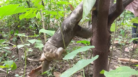 Sloth In The Garden