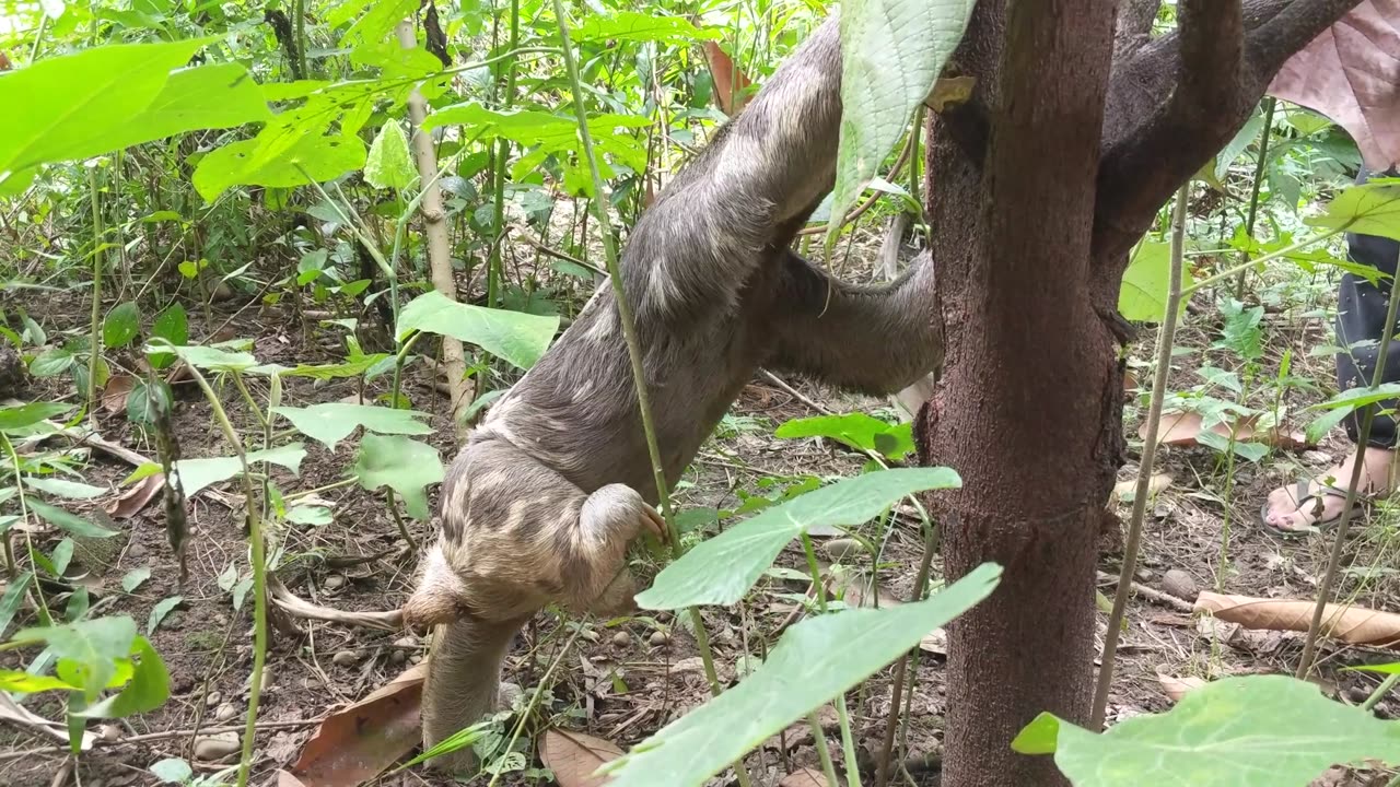 Sloth In The Garden