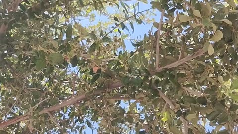 Hittin the DwnTwn streets of Phoenix Arizona and makin IRL videos - part 4 -