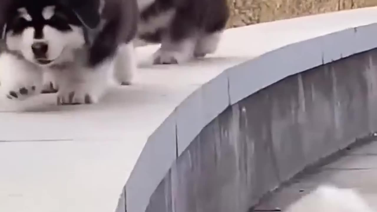 Funny and cute Puppy falling down .