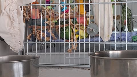 Gurgeh's Favourite Chew Toy