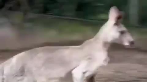 Kangaroo Core