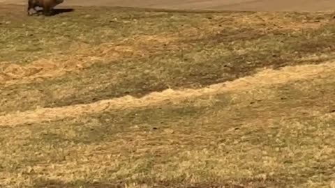 Bison Bouncing With Joy