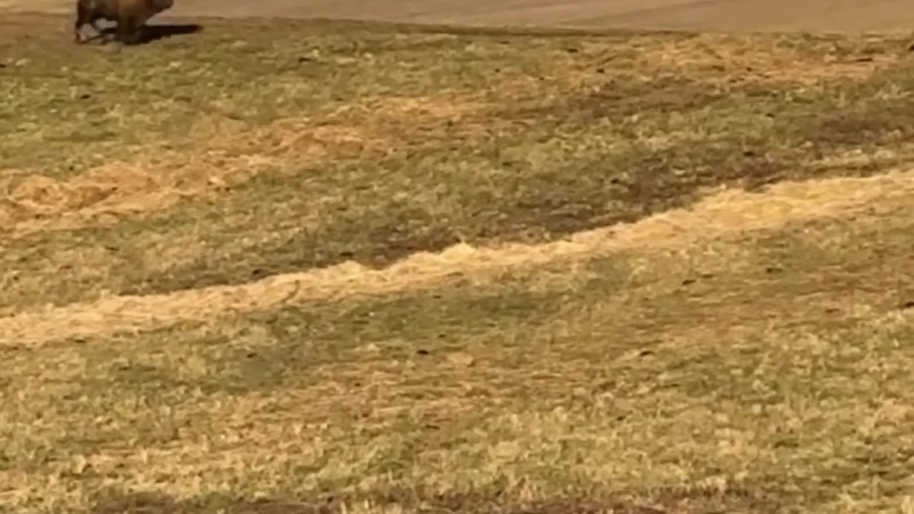 Bison Bouncing With Joy