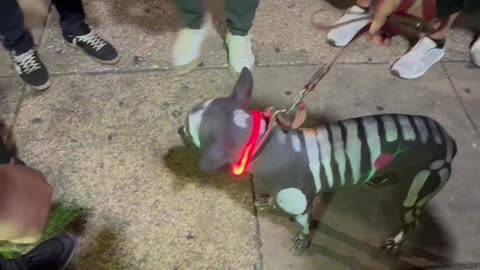 Dog Painted as the Xoloitzcuintli From Mictlan