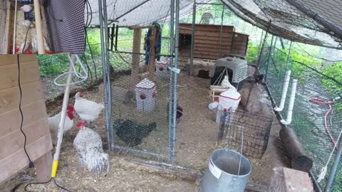 Chicken Live Stream