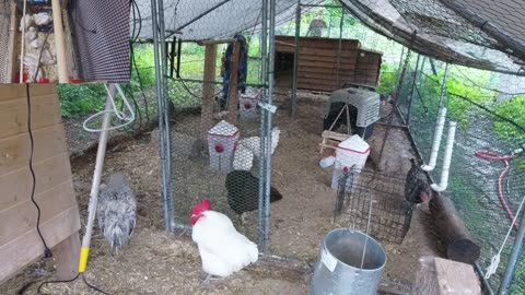 Chicken Live Stream
