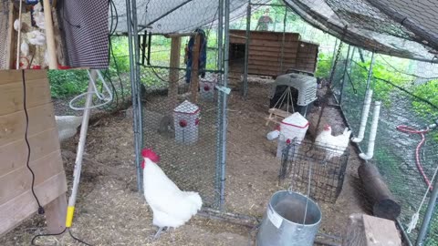 Chicken Live Stream