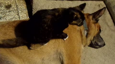 My Dog And Kitten and my SONG "DAVID SUMPTER MAKES HIS OWN HILLBILLY SONG ,NO HARMONICA