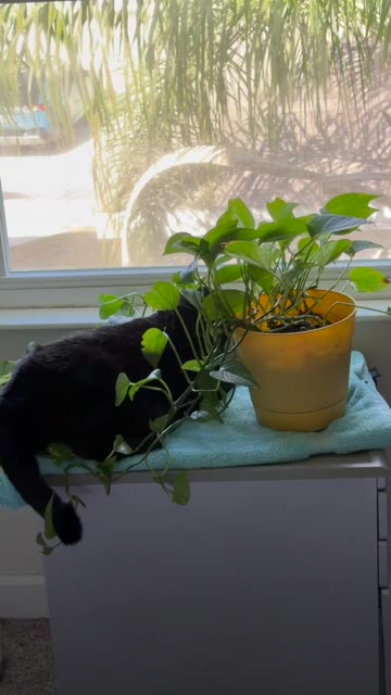 Cute Precious Piper Sits There with the Plant - My Adopted Shelter Cat Vlog #shorts
