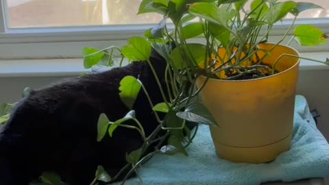 Cute Precious Piper Sits There with the Plant - My Adopted Shelter Cat Vlog #shorts