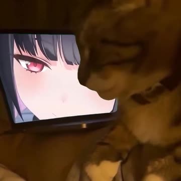 CatVideo 3