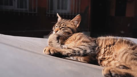 Serene Tabby Cat Sunbathing And Cleaning Himself In The Warm Sunlight