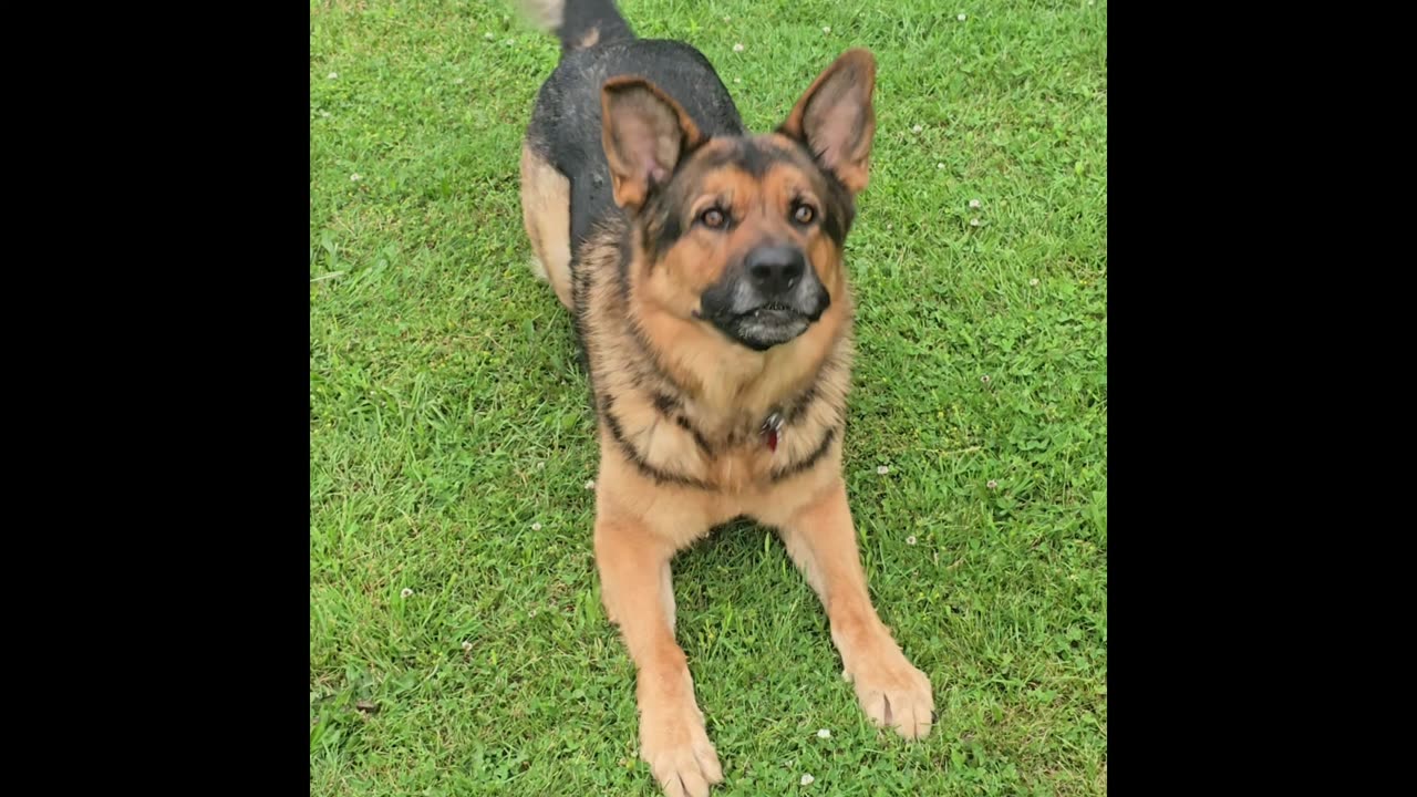 Virgil german shepherd.