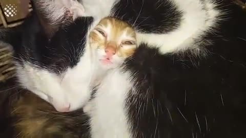 Incredible: Hilarious Cat Viral Videos | Ultimate Cat Compilation 2019