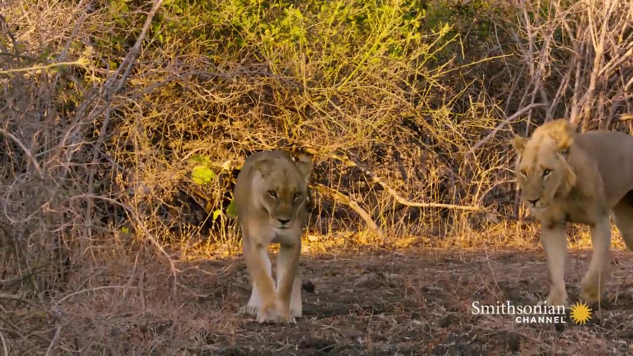 animals
