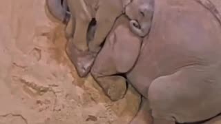 How baby elephants sleep